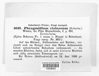 Phragmidium violaceum image